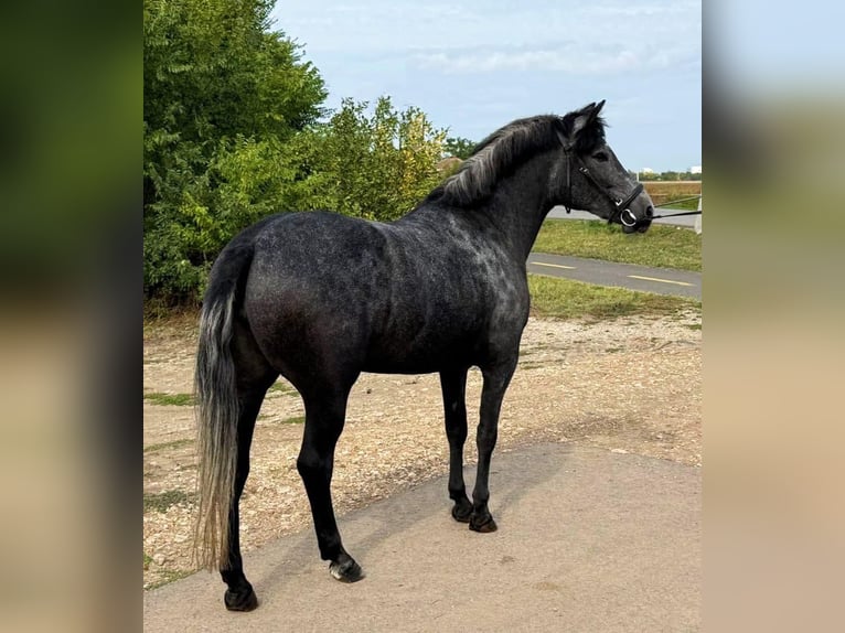 Weitere Ponys/Kleinpferde Stute 5 Jahre 148 cm Apfelschimmel in Wagendorf