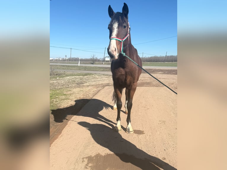 Weitere Ponys/Kleinpferde Stute 5 Jahre 148 cm Brauner in Békéscsaba