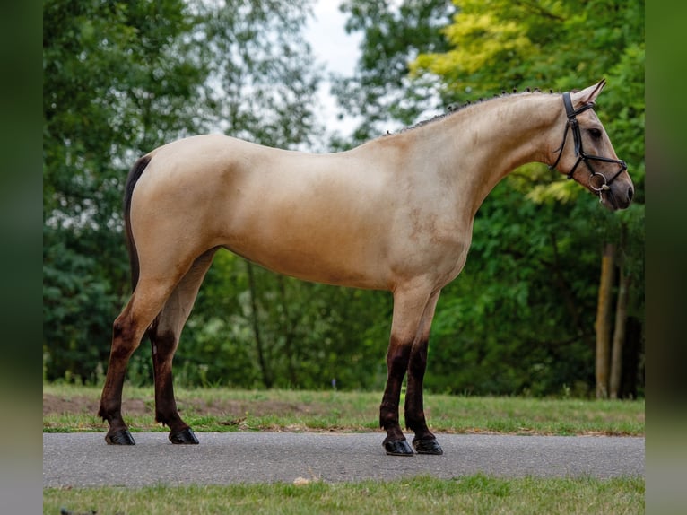Weitere Ponys/Kleinpferde Stute 5 Jahre 148 cm Palomino in Mez&#x151;hegyes