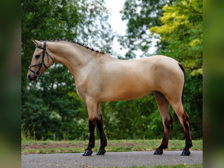 Weitere Ponys/Kleinpferde Stute 5 Jahre 148 cm Palomino in Mez&#x151;hegyes