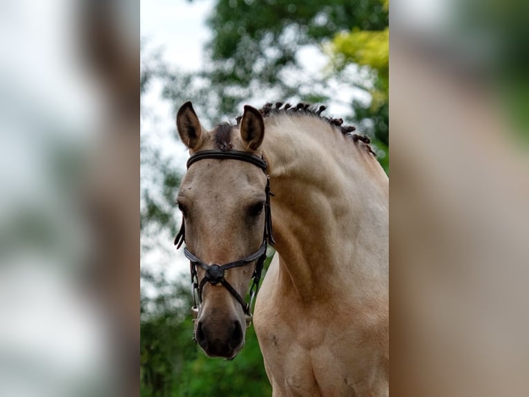 Weitere Ponys/Kleinpferde Stute 5 Jahre 148 cm Palomino in Mez&#x151;hegyes