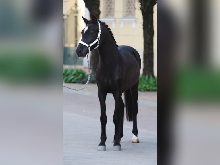 Weitere Ponys/Kleinpferde Stute 5 Jahre 148 cm Rappe in L&#x151;k&#xF6;sh&#xE1;za