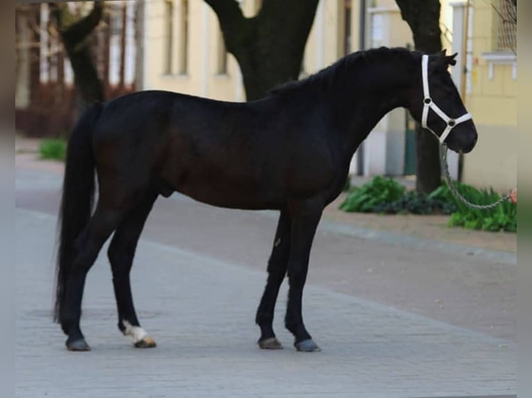 Weitere Ponys/Kleinpferde Stute 5 Jahre 148 cm Rappe in L&#x151;k&#xF6;sh&#xE1;za