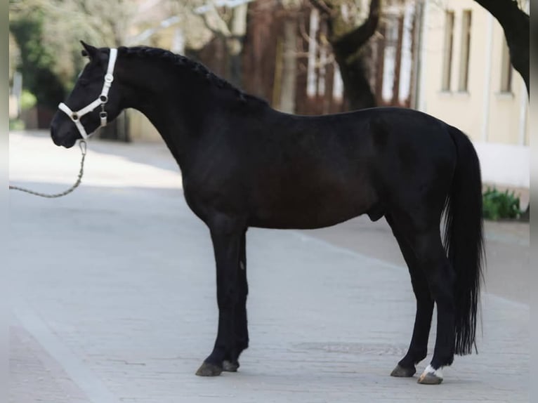 Weitere Ponys/Kleinpferde Stute 5 Jahre 148 cm Rappe in L&#x151;k&#xF6;sh&#xE1;za