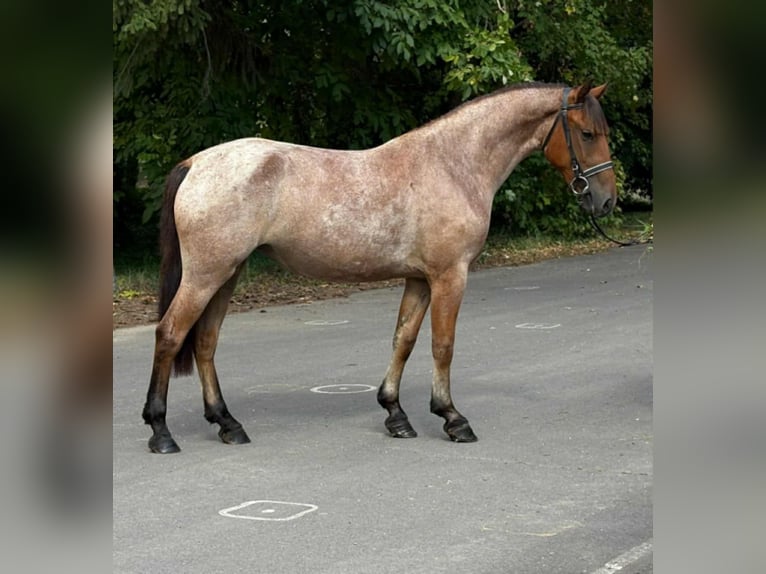 Weitere Ponys/Kleinpferde Stute 5 Jahre 148 cm Roan-Red in Mez&#x151;hegyes