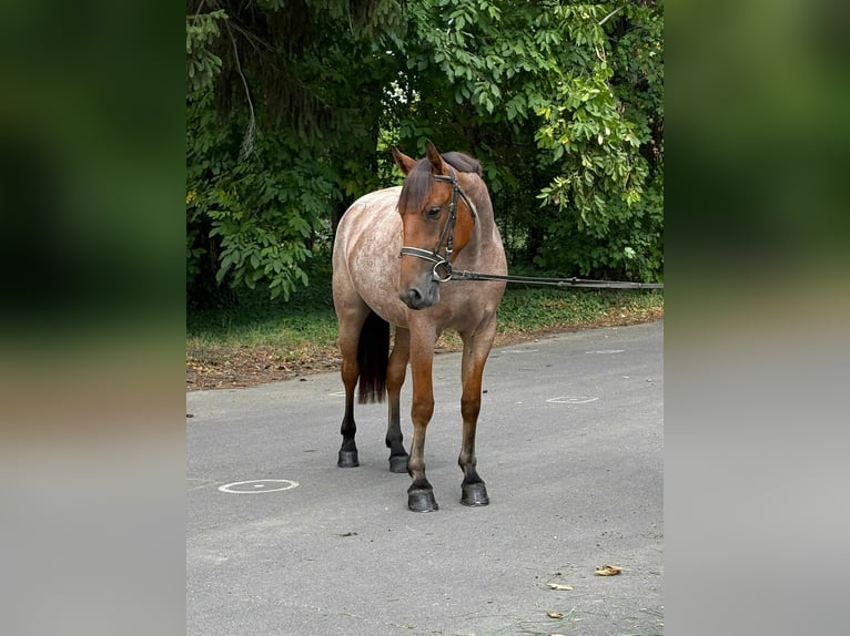 Weitere Ponys/Kleinpferde Stute 5 Jahre 148 cm Roan-Red in Mez&#x151;hegyes