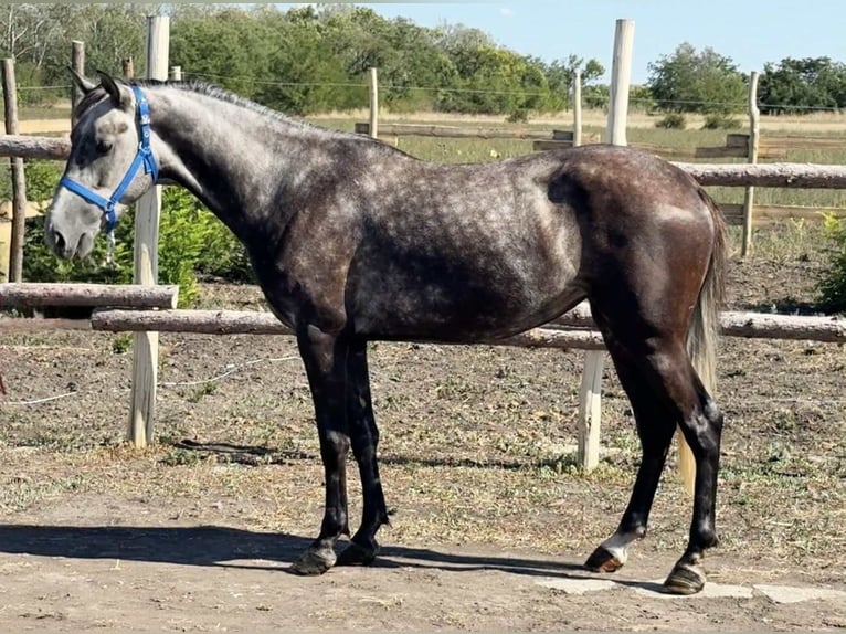 Weitere Ponys/Kleinpferde Stute 5 Jahre 148 cm Schimmel in Wien, Innere Stadt