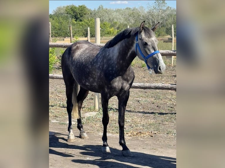 Weitere Ponys/Kleinpferde Stute 5 Jahre 148 cm Schimmel in Wien, Innere Stadt