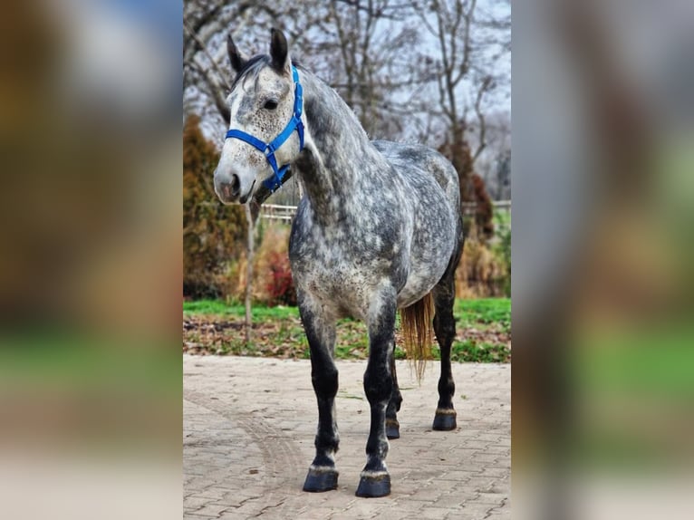 Weitere Ponys/Kleinpferde Stute 5 Jahre 149 cm Apfelschimmel in B&#xE9;k&#xE9;scsaba