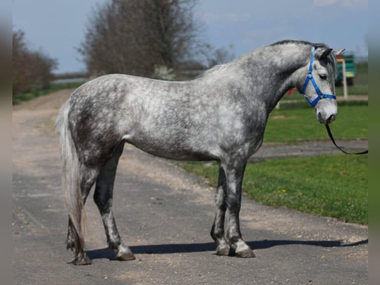 Weitere Ponys/Kleinpferde Stute 5 Jahre 149 cm Schimmel in Szarvas