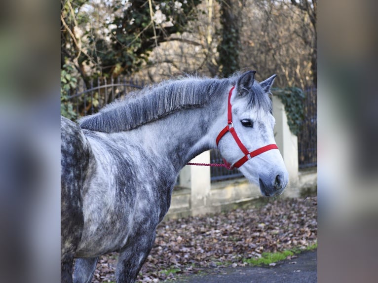 Weitere Ponys/Kleinpferde Stute 5 Jahre 150 cm Apfelschimmel in Békéscsaba