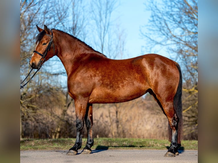 Weitere Ponys/Kleinpferde Stute 5 Jahre 150 cm Brauner in Békéscsaba