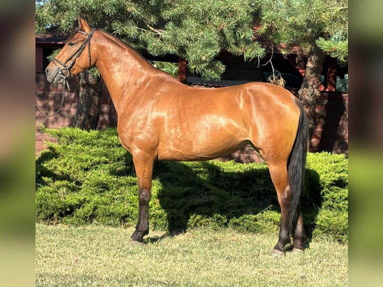 Weitere Ponys/Kleinpferde Stute 5 Jahre 150 cm Fuchs in B&#xE9;k&#xE9;s