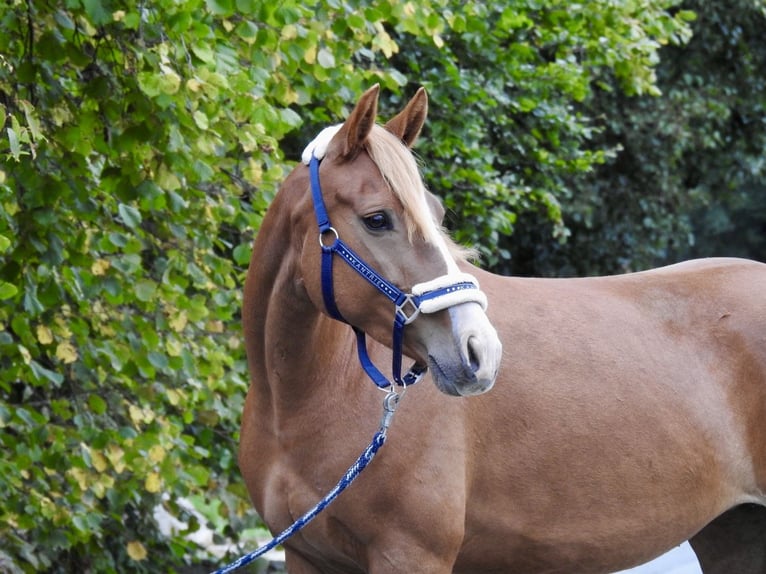 Weitere Ponys/Kleinpferde Stute 5 Jahre 150 cm Fuchs in Verl