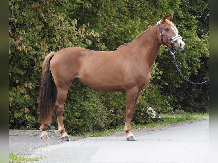 Weitere Ponys/Kleinpferde Stute 5 Jahre 150 cm Fuchs in Verl