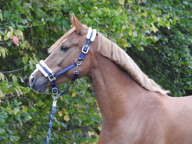 Weitere Ponys/Kleinpferde Stute 5 Jahre 150 cm Fuchs in Verl