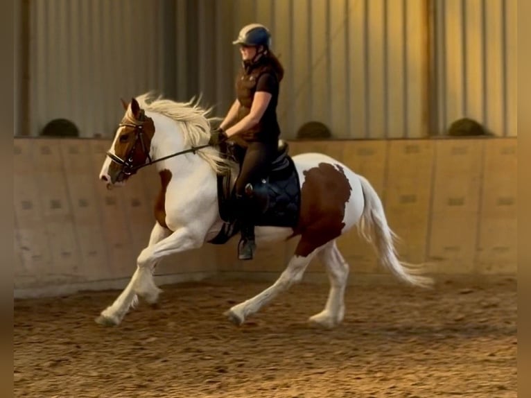 Weitere Ponys/Kleinpferde Stute 5 Jahre 150 cm Schecke in Neustadt (Wied)