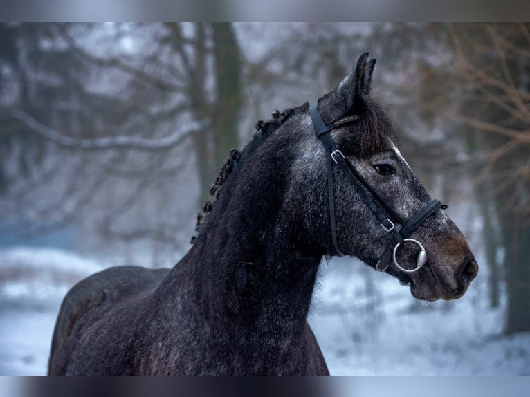 Weitere Ponys/Kleinpferde Stute 5 Jahre 150 cm Schimmel in Békéscsaba