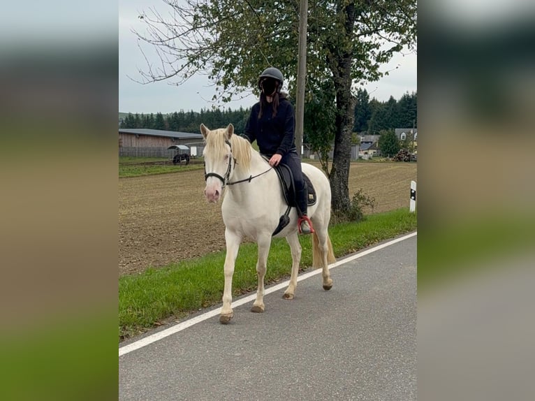 Weitere Ponys/Kleinpferde Stute 5 Jahre 152 cm Cremello in Daleiden