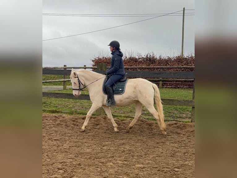 Weitere Ponys/Kleinpferde Stute 5 Jahre 152 cm Cremello in Daleiden