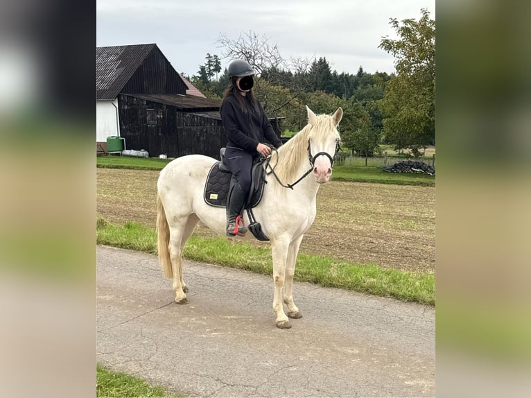 Weitere Ponys/Kleinpferde Stute 5 Jahre 152 cm Cremello in Daleiden