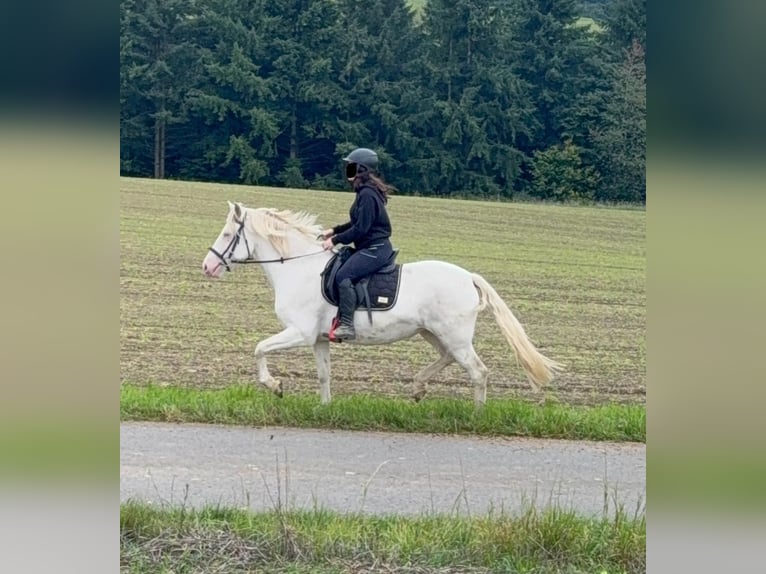 Weitere Ponys/Kleinpferde Stute 5 Jahre 152 cm Cremello in Daleiden