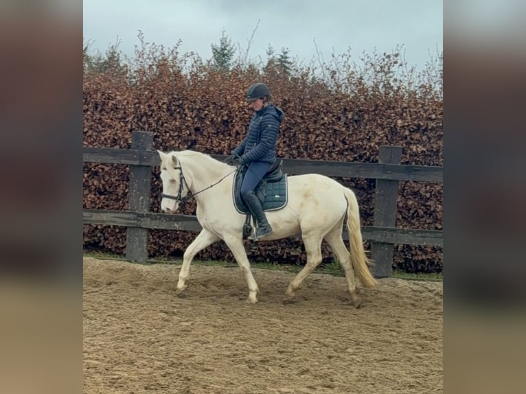 Weitere Ponys/Kleinpferde Stute 5 Jahre 152 cm Cremello in Daleiden