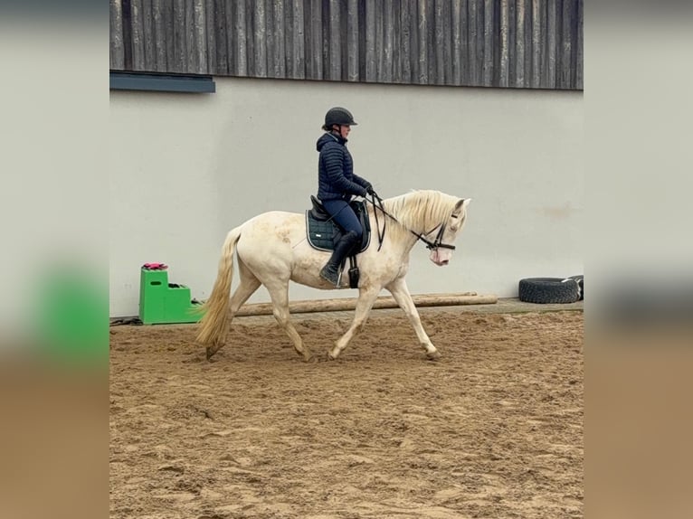 Weitere Ponys/Kleinpferde Stute 5 Jahre 152 cm Cremello in Daleiden