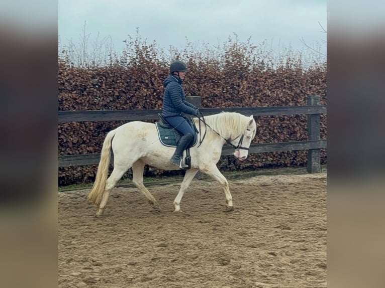 Weitere Ponys/Kleinpferde Stute 5 Jahre 152 cm Cremello in Daleiden