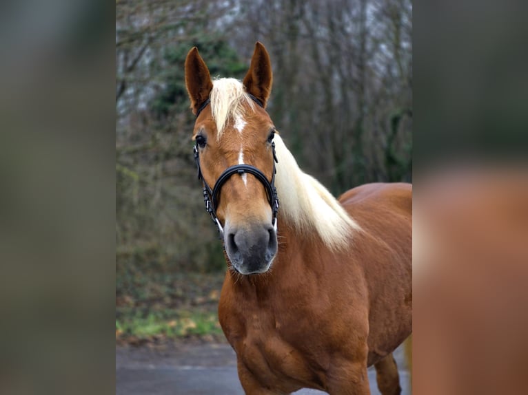 Weitere Ponys/Kleinpferde Stute 5 Jahre 152 cm Fuchs in B&#xE9;k&#xE9;scsaba