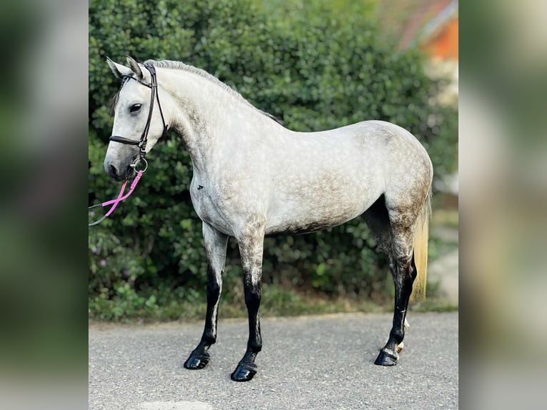 Weitere Ponys/Kleinpferde Stute 5 Jahre 152 cm Schimmel in Wien, Innere Stadt