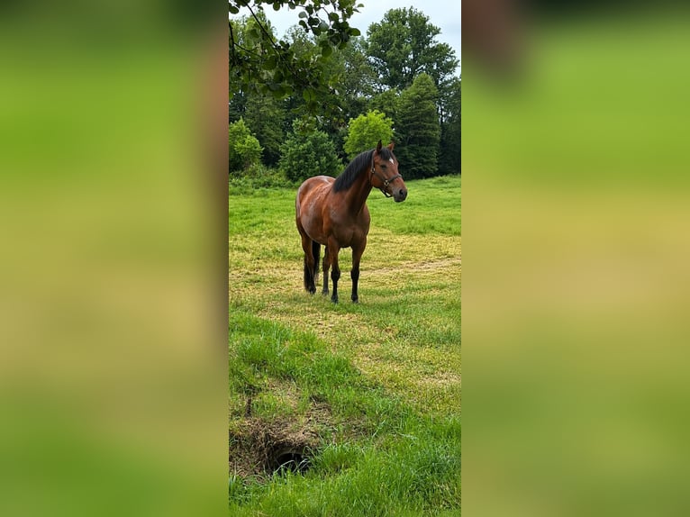 Weitere Ponys/Kleinpferde Stute 5 Jahre 155 cm Brauner in Landau