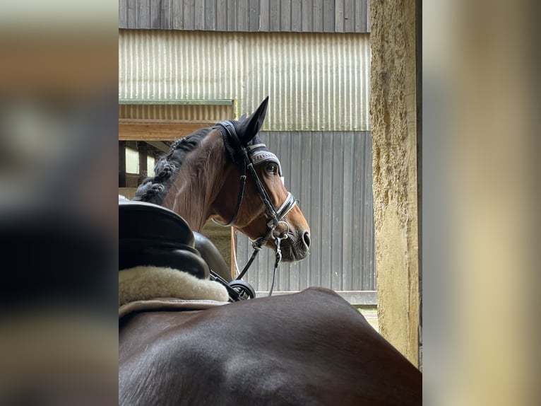 Weitere Ponys/Kleinpferde Stute 5 Jahre 155 cm Dunkelbrauner in Raubling