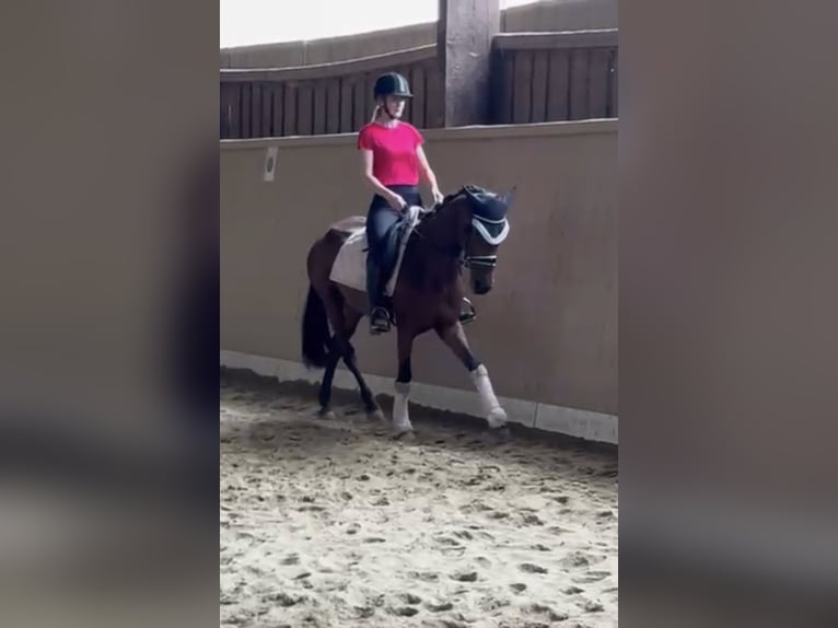 Weitere Ponys/Kleinpferde Stute 5 Jahre 155 cm Dunkelbrauner in Raubling