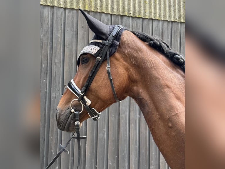 Weitere Ponys/Kleinpferde Stute 5 Jahre 155 cm Dunkelbrauner in Raubling
