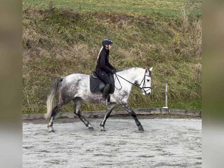 Weitere Ponys/Kleinpferde Stute 5 Jahre 155 cm Schimmel in Sankt Veit im Pongau
