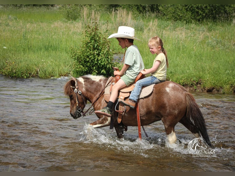 Weitere Ponys/Kleinpferde Stute 5 Jahre 91 cm Rotfuchs in Cody