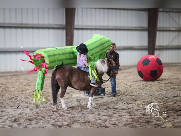 Weitere Ponys/Kleinpferde Stute 5 Jahre 91 cm Rotfuchs in Cody
