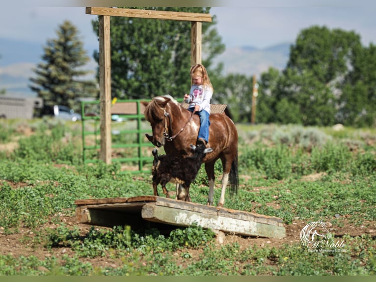Weitere Ponys/Kleinpferde Stute 5 Jahre 91 cm Rotfuchs in Cody
