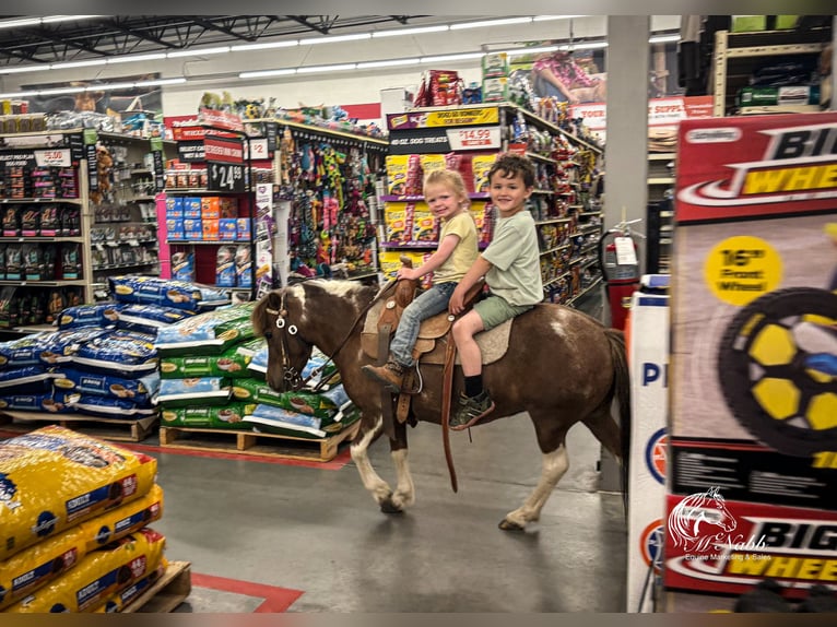 Weitere Ponys/Kleinpferde Stute 5 Jahre 91 cm Rotfuchs in Cody
