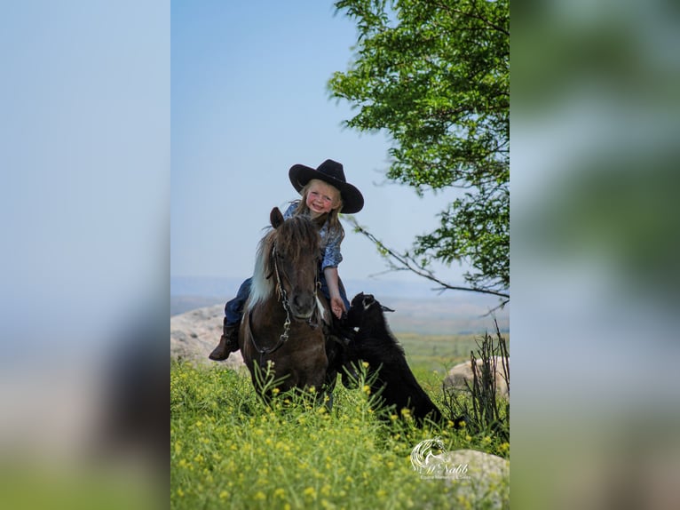 Weitere Ponys/Kleinpferde Stute 5 Jahre 91 cm Rotfuchs in Cody