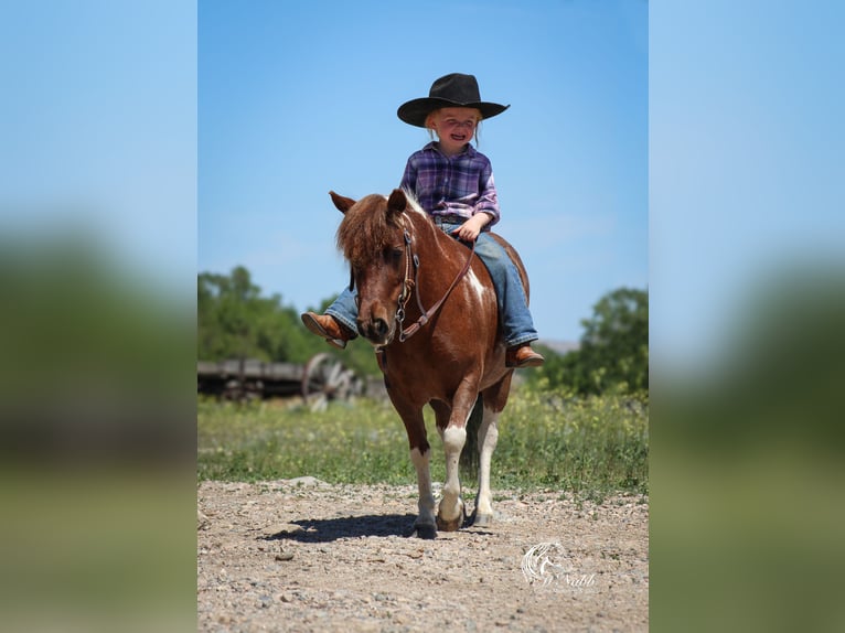 Weitere Ponys/Kleinpferde Stute 5 Jahre 91 cm Rotfuchs in Cody
