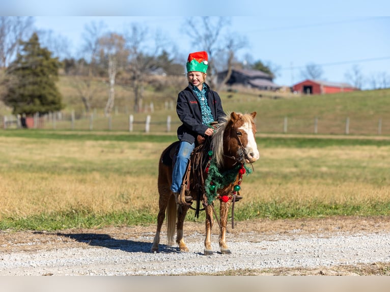 Weitere Ponys/Kleinpferde Stute 5 Jahre 99 cm Rotfuchs in Ewing