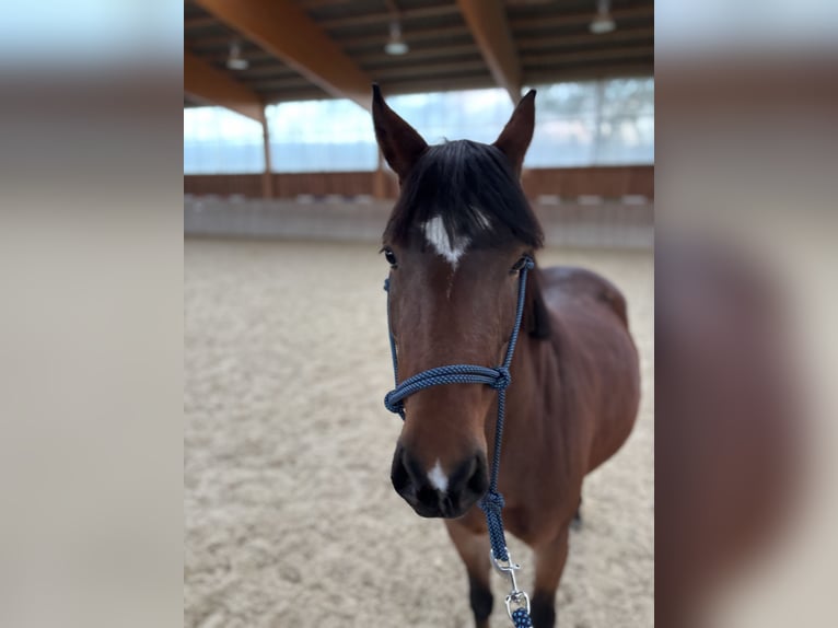 Weitere Ponys/Kleinpferde Stute 5 Jahre Brauner in ScherhaslachDorfbeuern