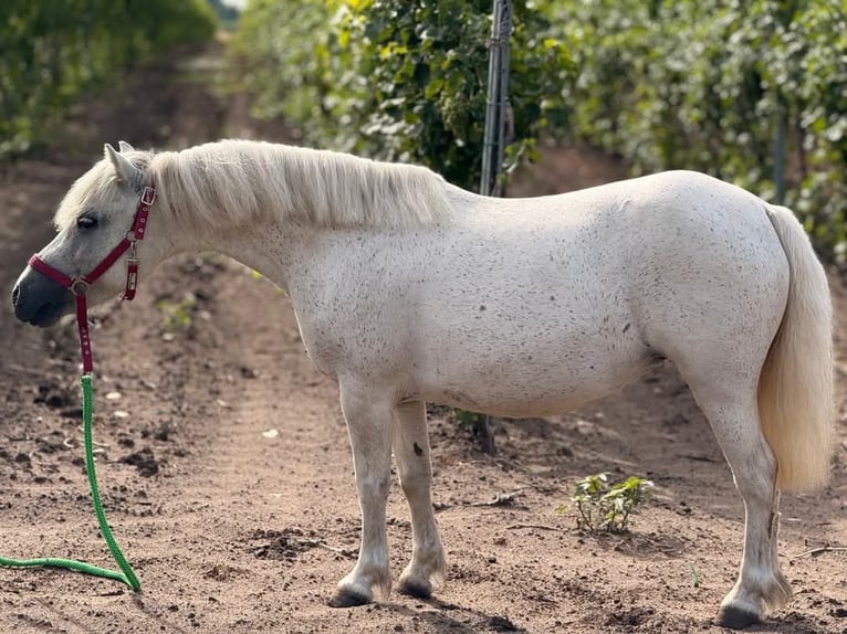 Weitere Ponys/Kleinpferde Stute 6 Jahre 108 cm White in B&#xF3;csa