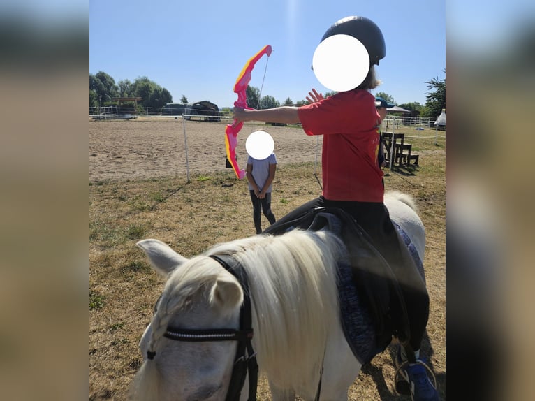 Weitere Ponys/Kleinpferde Stute 6 Jahre 111 cm Schimmel in Barleben