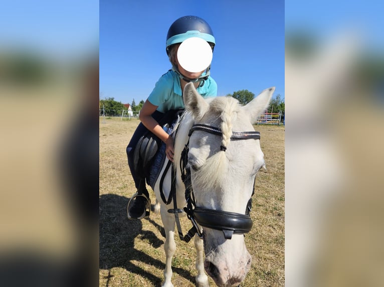 Weitere Ponys/Kleinpferde Stute 6 Jahre 111 cm Schimmel in Barleben