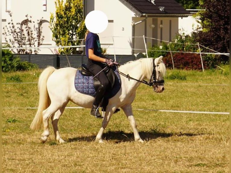 Weitere Ponys/Kleinpferde Stute 6 Jahre 111 cm Schimmel in Barleben
