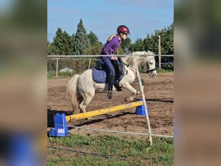 Weitere Ponys/Kleinpferde Stute 6 Jahre 111 cm Schimmel in Barleben