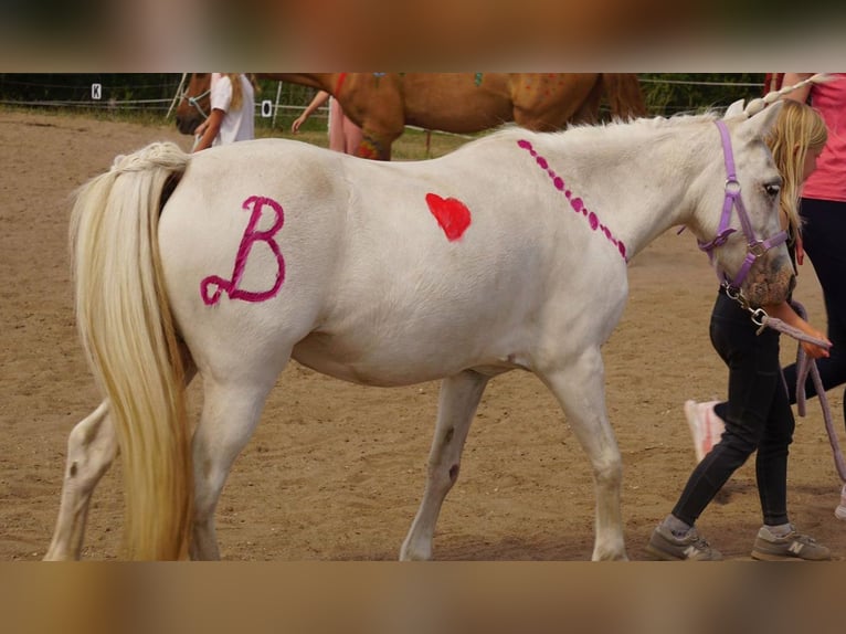 Weitere Ponys/Kleinpferde Stute 6 Jahre 111 cm Schimmel in Barleben